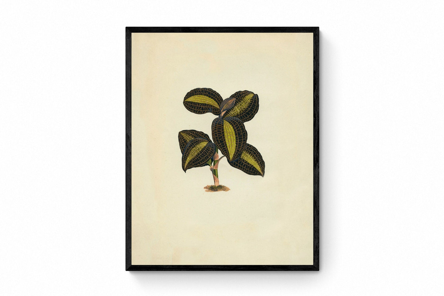 Anoectochilus Xanthophyllus Print