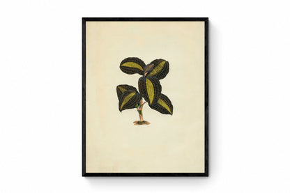 Anoectochilus Xanthophyllus Print
