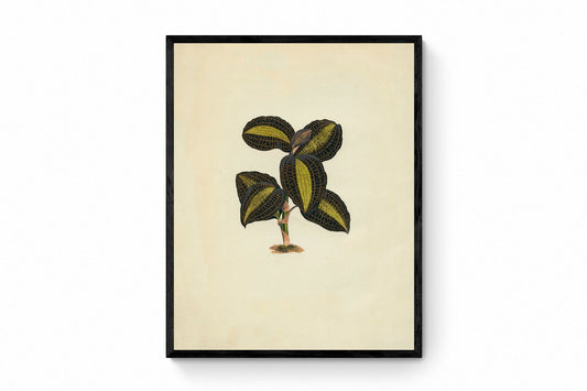 Anoectochilus Xanthophyllus Print