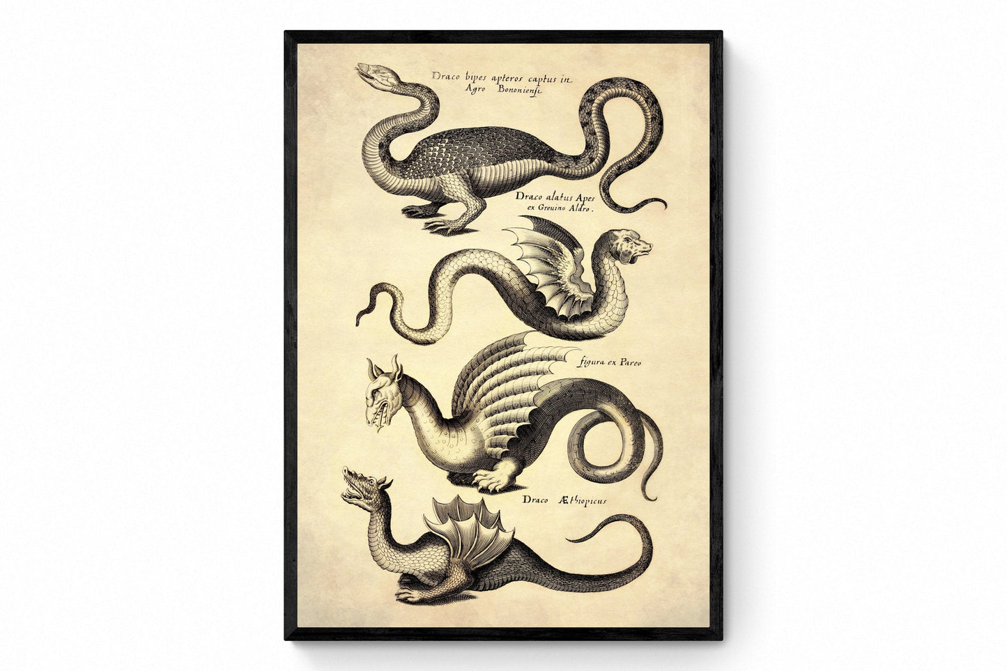 Dragons Print dated 1650